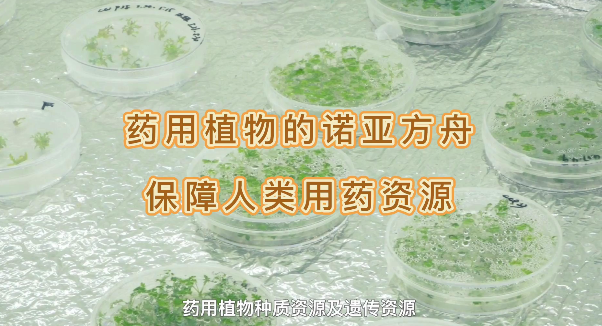 药用植物的诺亚方舟，包管人类药用资源