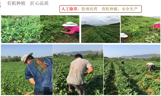 贺山东pg电子乐泉农业科技有限公司红薯基地荣获“山东省巾帼现代农业科技树模基地